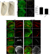 Fig. 8.