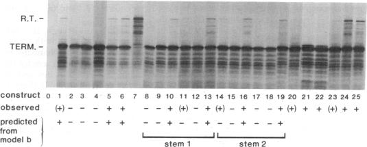 graphic file with name pnas01066-0103-a.jpg