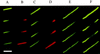 FIG. 1