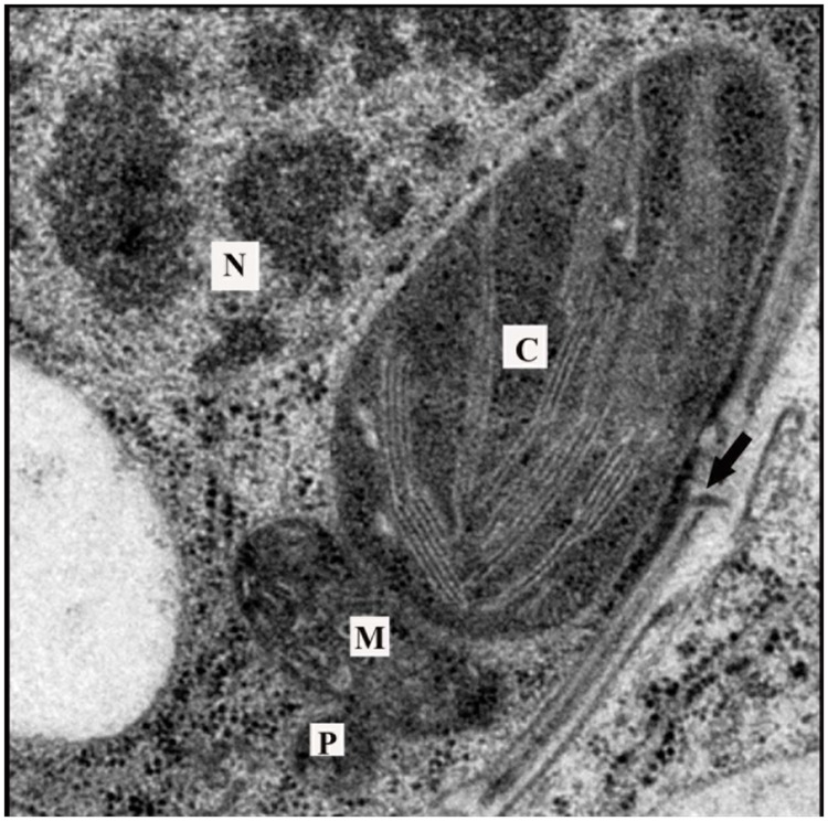 FIGURE 4