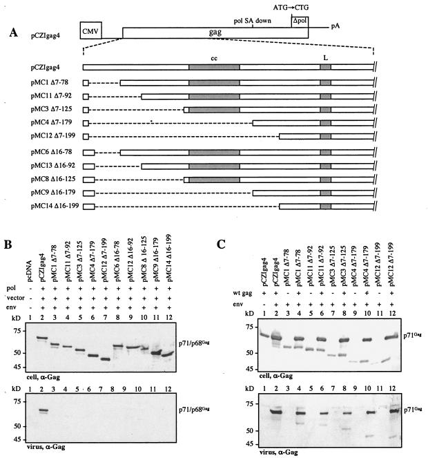 FIG. 2.