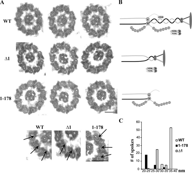 Figure 6.