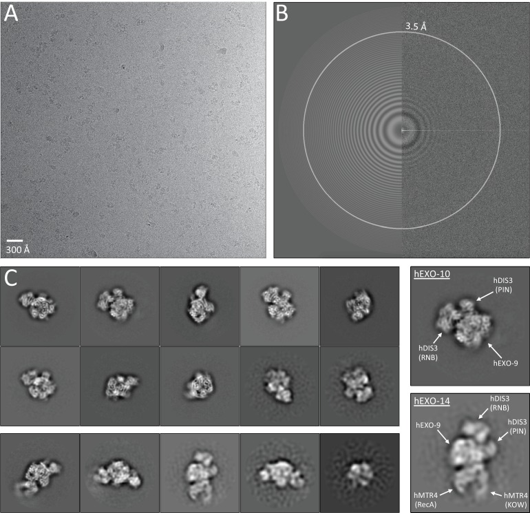 Figure 2—figure supplement 1.