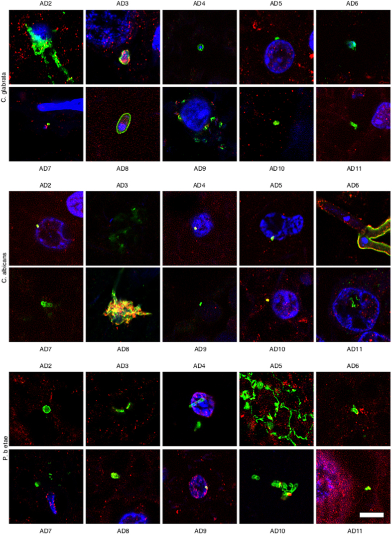 Figure 4