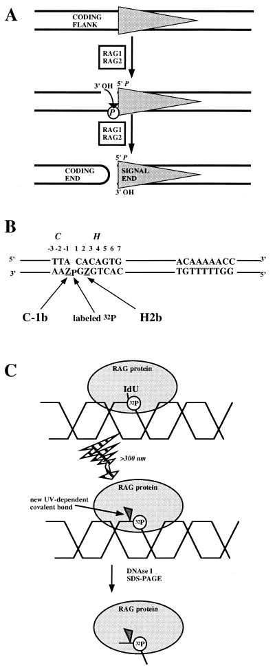 FIG. 1