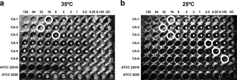 FIG 1