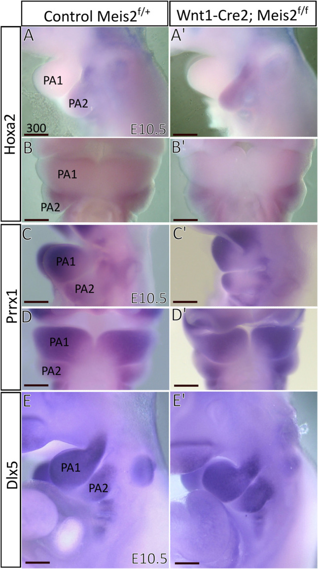 FIGURE 9