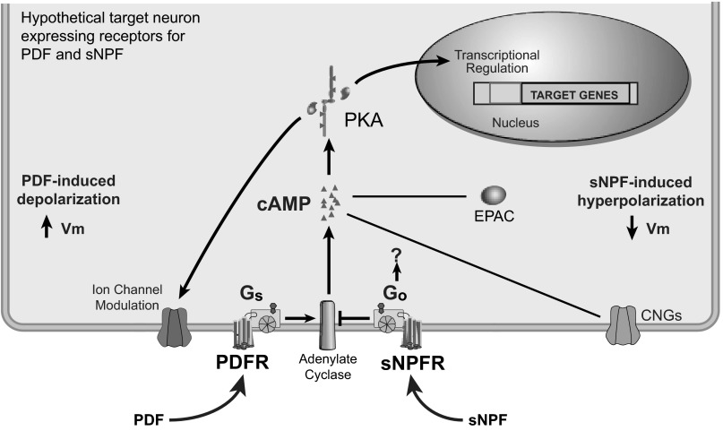 Fig. 9.