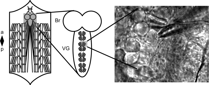 Fig. 1.