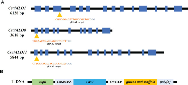 Figure 1