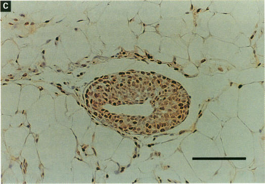 Figure 3. C