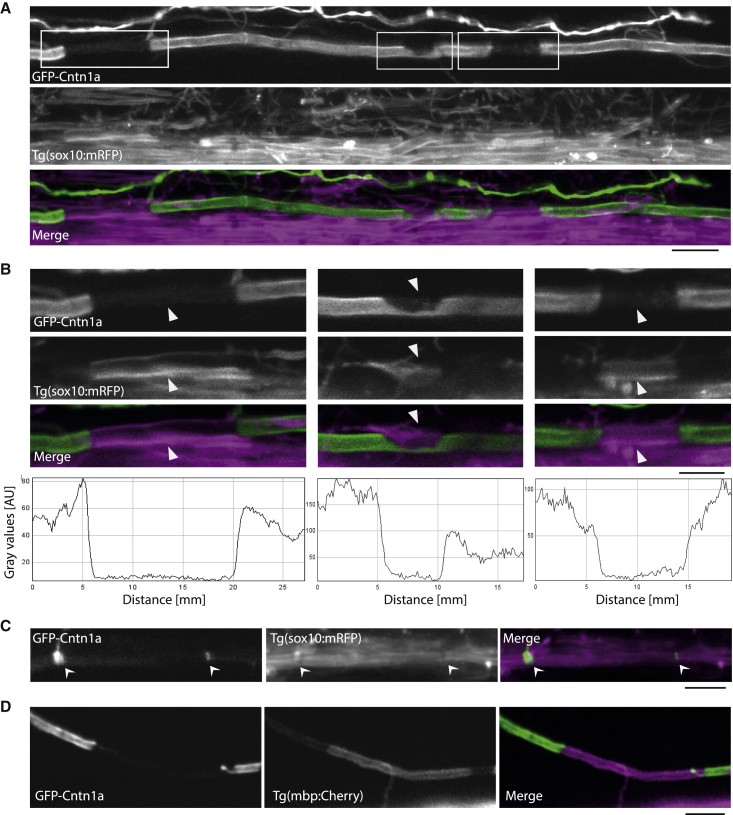 Figure 1