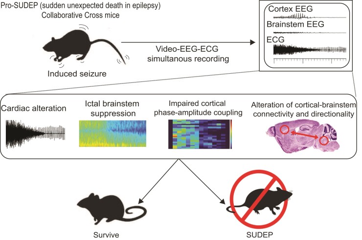 Graphical abstract