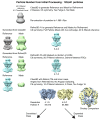 Figure 1—figure supplement 4.