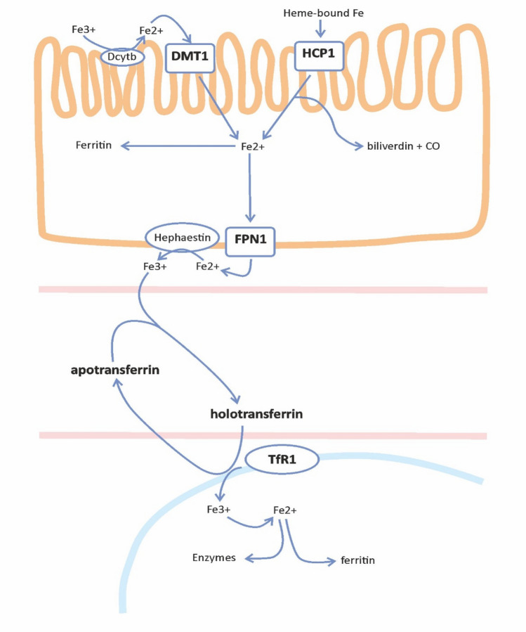 Fig. 1