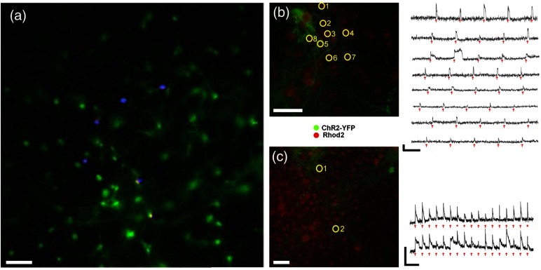 Fig. 3