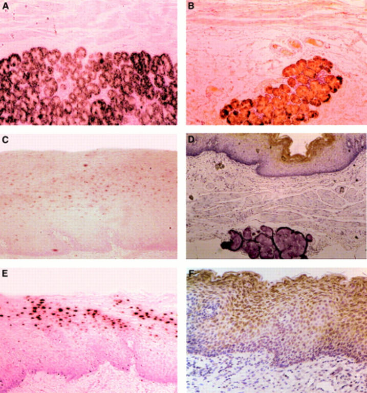 Figure 1  