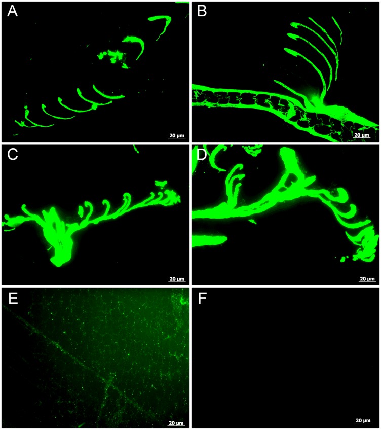 Fig 5