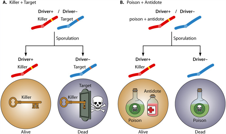 FIG 3