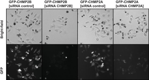 Figure 1—figure supplement 3.