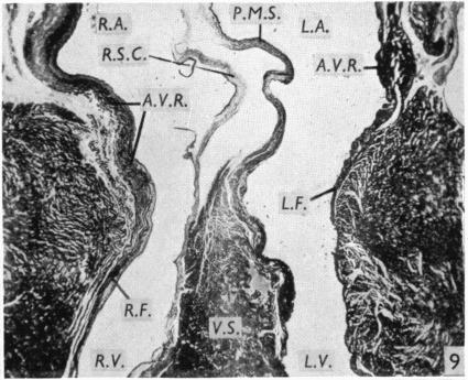 Fig. 9