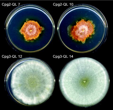 FIG. 7.