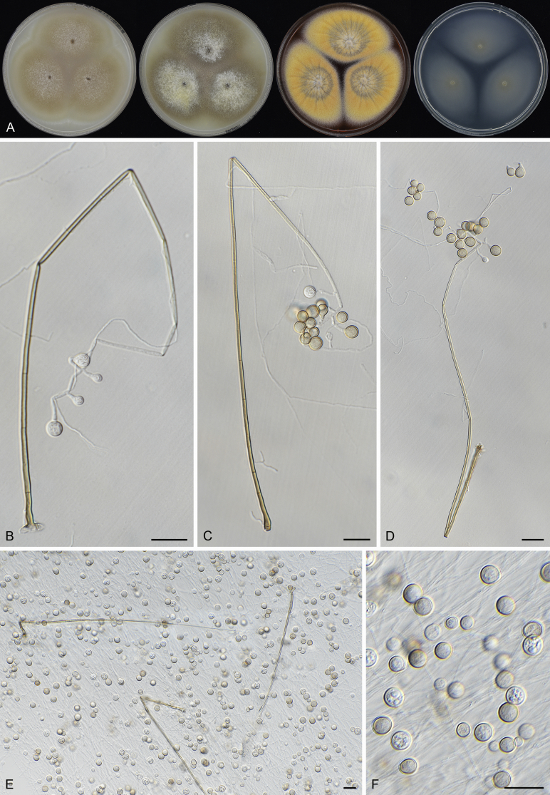 Fig. 36