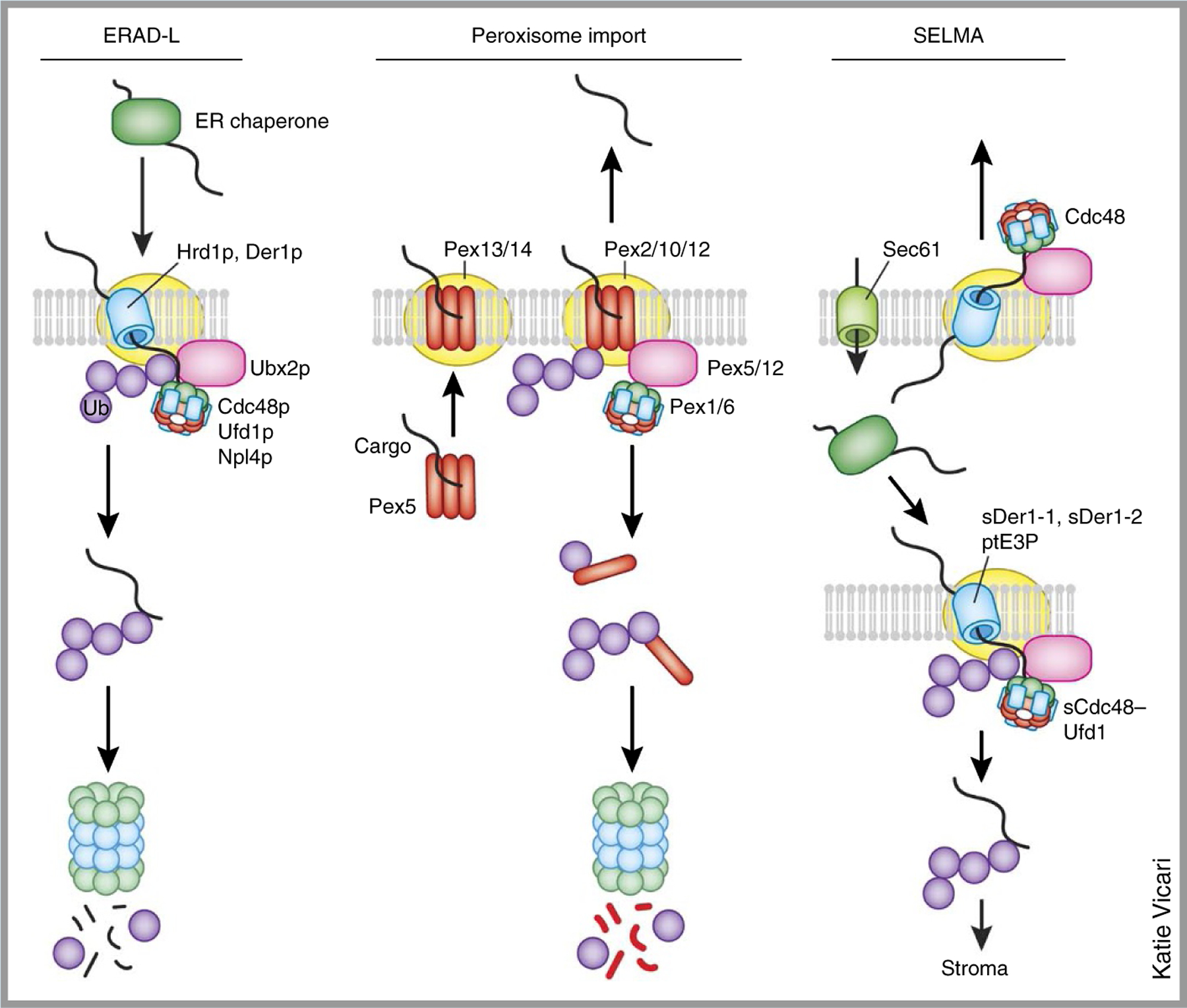 graphic file with name nihms-1828658-f0004.jpg