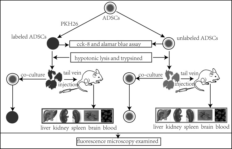 FIG. 1.