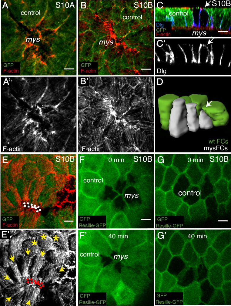 Fig 6