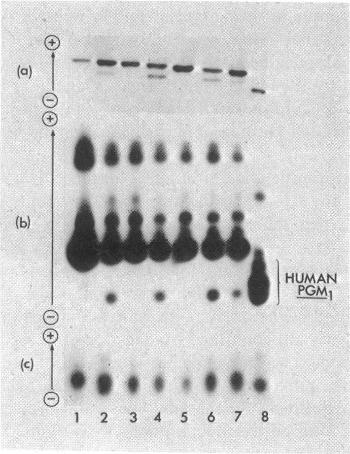 graphic file with name pnas00137-0028-b.jpg