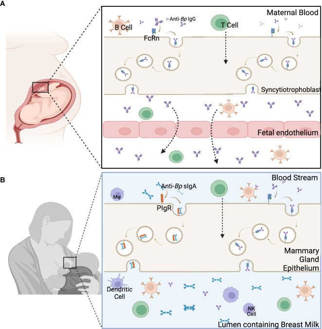 Figure 2