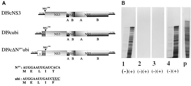 FIG. 5