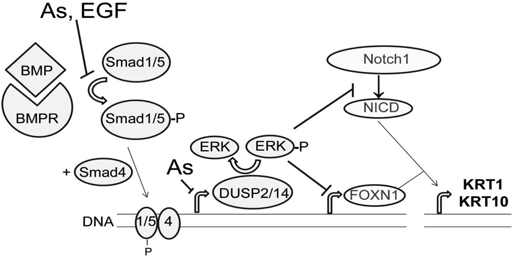 Fig 11