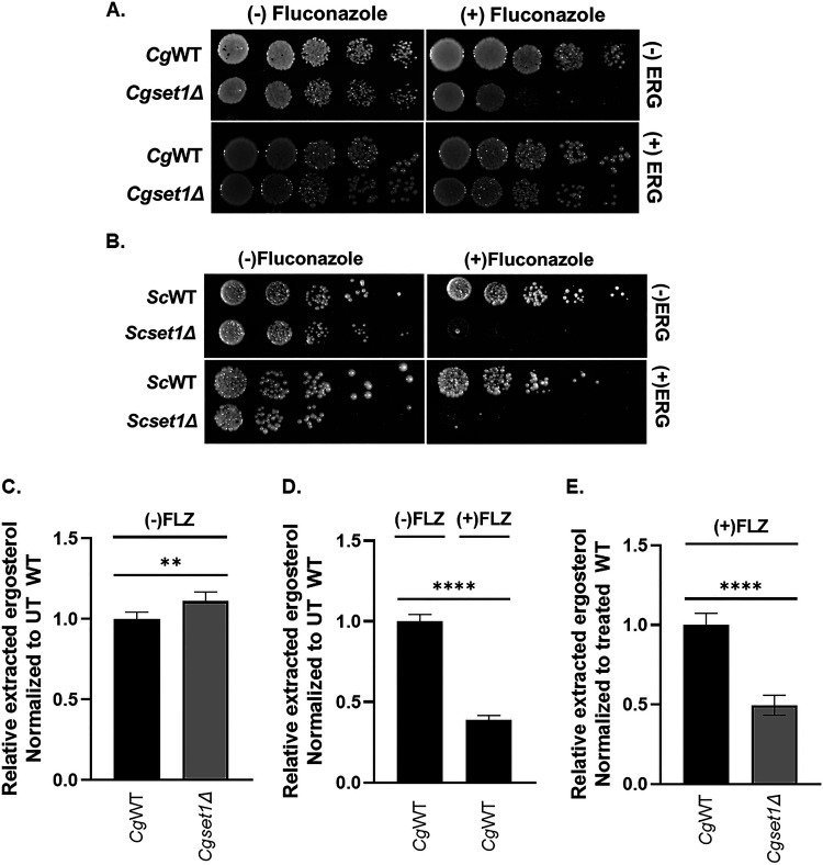 FIG 7