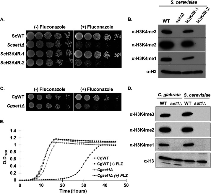 FIG 1