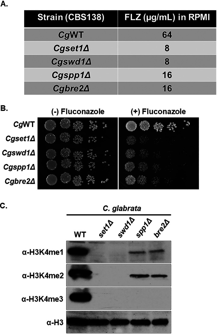 FIG 2