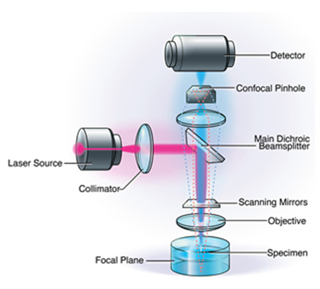 Confocal Laser Scanning Microscopy