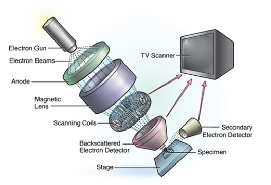 Scanning Electron Microscopy