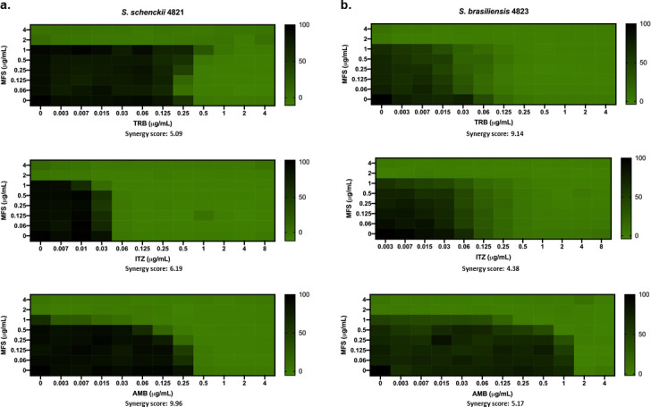 Heatmaps of drug synergy scores for fungal strains. Darker areas depict higher inhibition, and synergy scores quantify the effectiveness, with higher scores indicating stronger synergy between drug combinations.