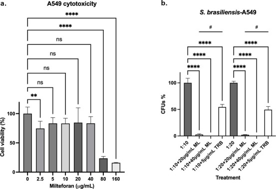 Milteforan's cytotoxicity on A549 cells, with viability decreasing at higher concentrations, and the impact of different treatments on S. brasiliensis CFU percentage, with notable reductions under certain conditions.