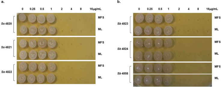 Growth of various strains under different concentrations of a substance. Strains are labeled (e.g., Ss 4820, Sb 4823), and the concentrations range from 0 to 16 micrograms/milliliter.