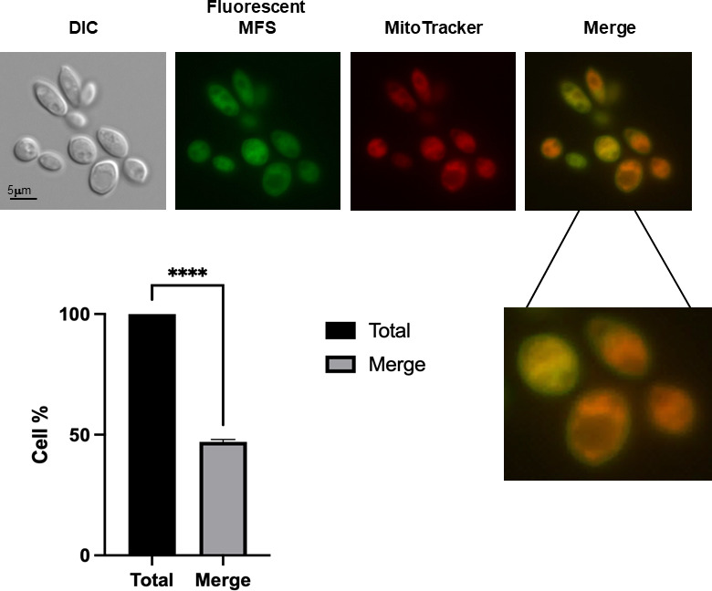 Microscopy of cells stained with fluorescent MFS and MitoTracker, along with bar graph displaying the percentage of total cells versus merged signals. Overlap indicates the colocalization of MFS with mitochondria.