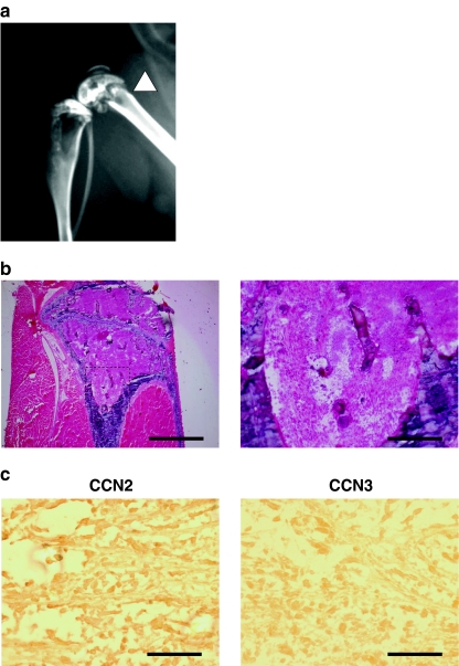 Fig. 5