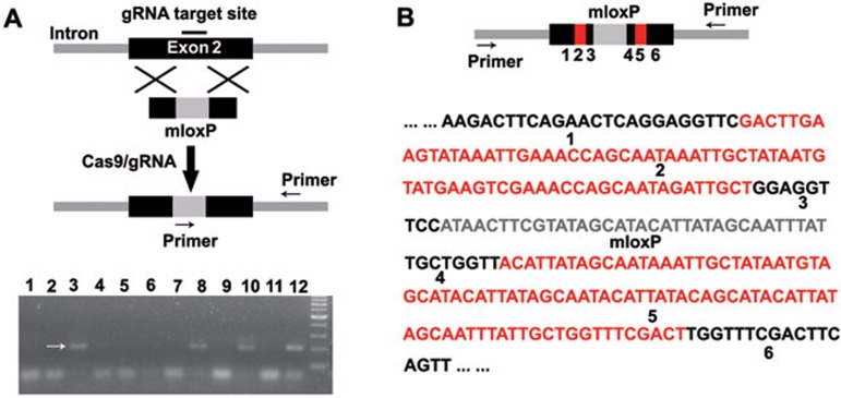 Figure 4