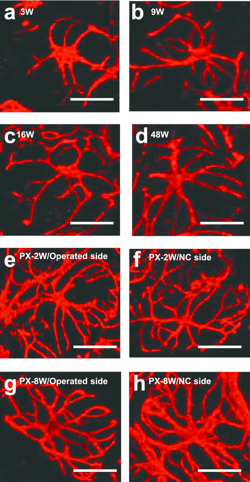 Fig. 8.