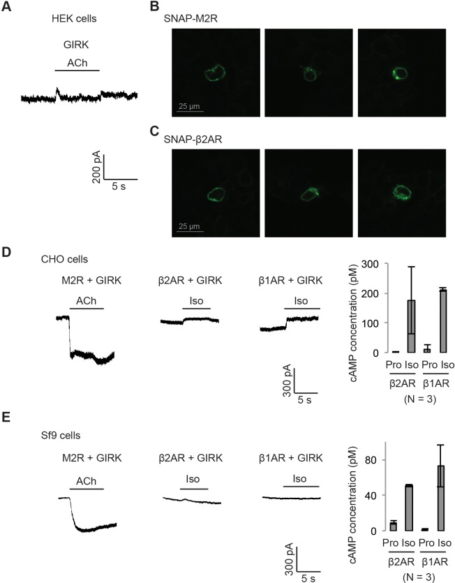 Figure 1—figure supplement 1.