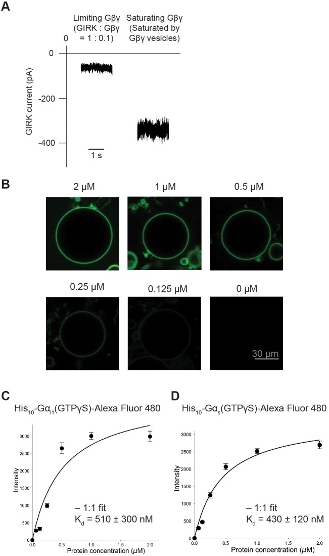 Figure 5—figure supplement 1.