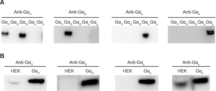 Figure 3—figure supplement 2.