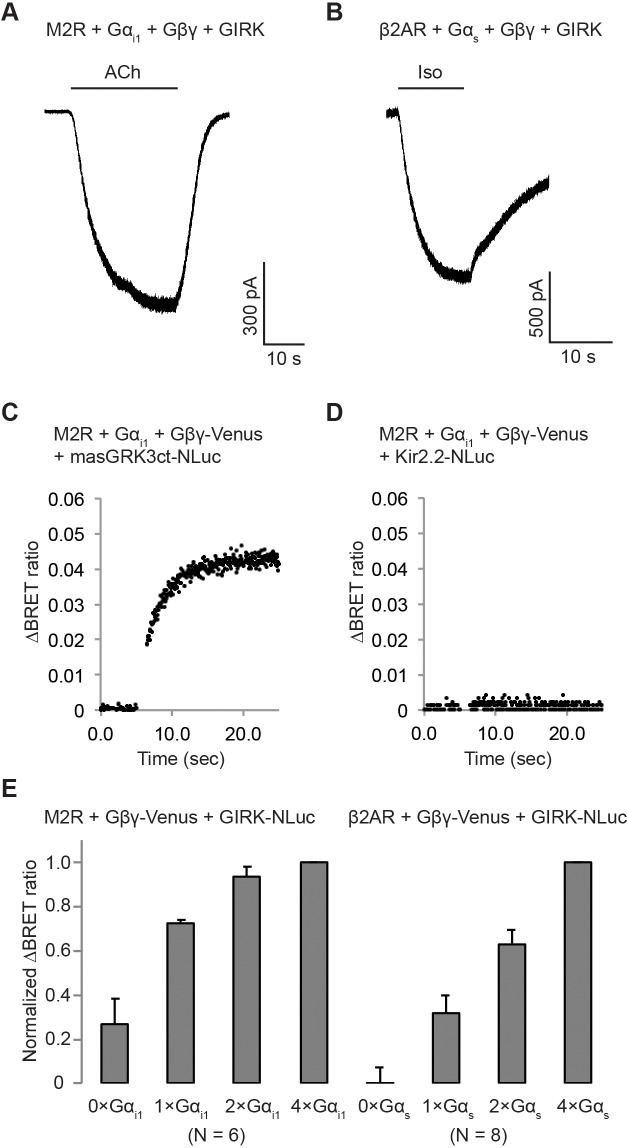 Figure 3—figure supplement 1.